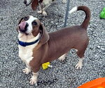 Small #7 Basset Hound Mix