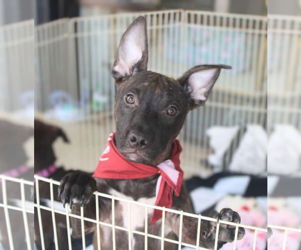 Medium Photo #9 Staffordshire Bull Terrier-Unknown Mix Puppy For Sale in Holly Springs, NC, USA