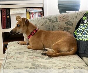Dachshund-Unknown Mix Dogs for adoption in Bellevue, WA, USA