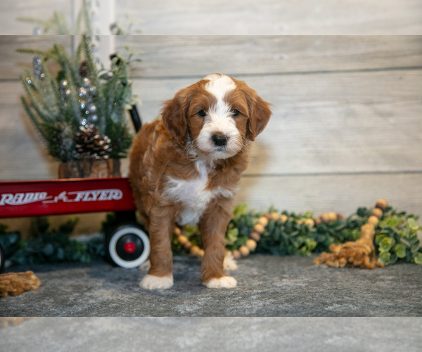 Medium Photo #3 Goldendoodle (Miniature) Puppy For Sale in MIDDLEBURY, IN, USA