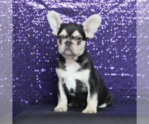 French Bulldog Puppy for sale in LAKEWOOD VILLAGE, TX, USA