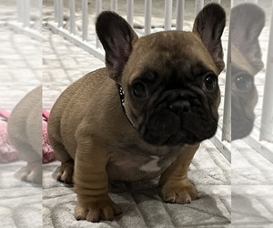 French Bulldog Puppy for sale in BOLIVAR, MO, USA