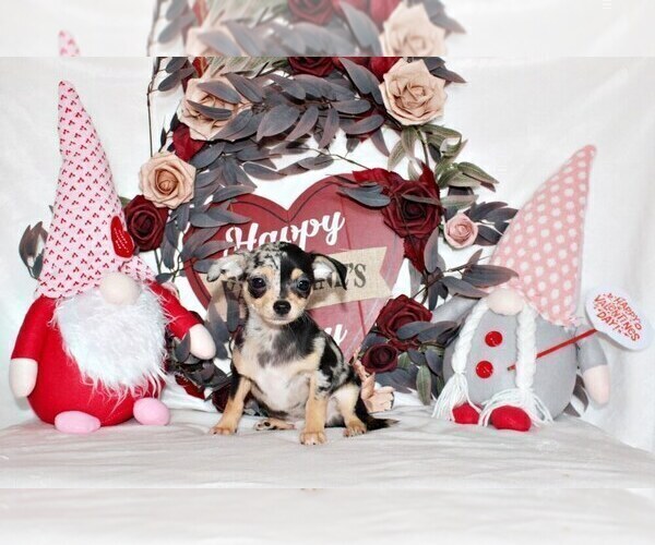 Medium Photo #38 Chihuahua Puppy For Sale in CHARLESTON, AR, USA