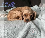 Small #1 Cavalier King Charles Spaniel Mix