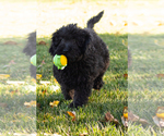 Small Photo #3 Poodle (Standard) Puppy For Sale in SHIPSHEWANA, IN, USA