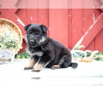 Small Photo #24 German Shepherd Dog Puppy For Sale in PARKESBURG, PA, USA