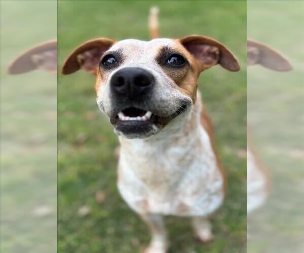 Medium Photo #3 Mutt Puppy For Sale in Texas City, TX, USA