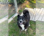 Small #2 Huskies  Mix