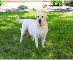 Small #3 Labrador Retriever