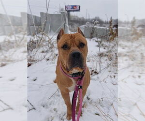 Mutt Dogs for adoption in Vaughan, Ontario, Canada