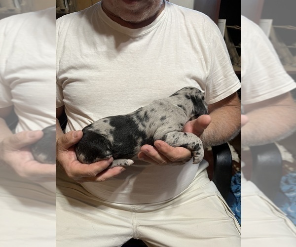 Medium Photo #11 Great Dane Puppy For Sale in SPRAGGS, PA, USA