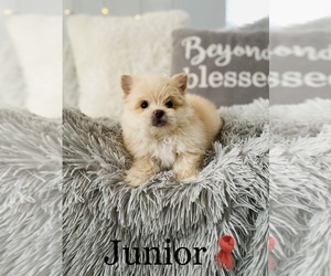 Maltipom Puppy for sale in COOKEVILLE, TN, USA