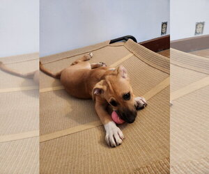 Labrador Retriever-Unknown Mix Dogs for adoption in New London, WI, USA