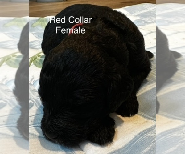 Medium Photo #6 Goldendoodle Puppy For Sale in LAWRENCEVILLE, GA, USA