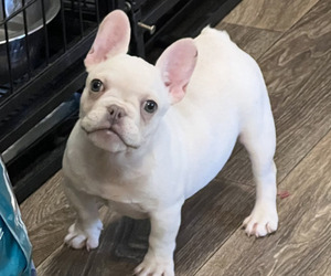 French Bulldog Puppy for sale in ELK GROVE, CA, USA