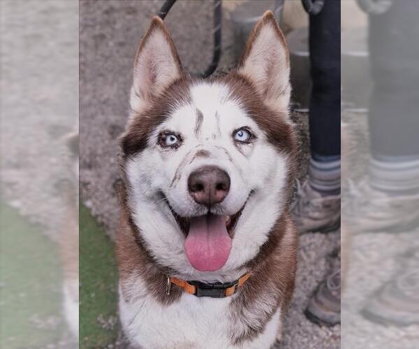 Medium Photo #1 Siberian Husky Puppy For Sale in Woodland, CA, USA