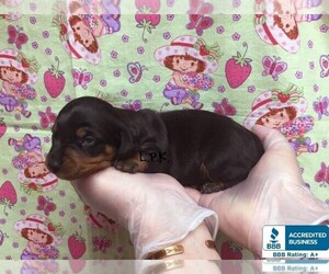 Dachshund Puppy for sale in WINNSBORO, LA, USA