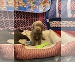 Small Photo #17 Labrador Retriever Puppy For Sale in MULINO, OR, USA