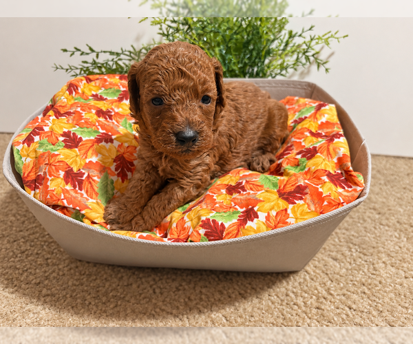 Medium Photo #2 Poodle (Toy) Puppy For Sale in RANCHO CUCAMONGA, CA, USA