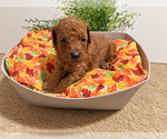 Small Photo #2 Poodle (Toy) Puppy For Sale in RANCHO CUCAMONGA, CA, USA