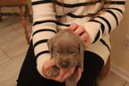 Small Photo #10 Labrador Retriever Puppy For Sale in MANASSAS, VA, USA