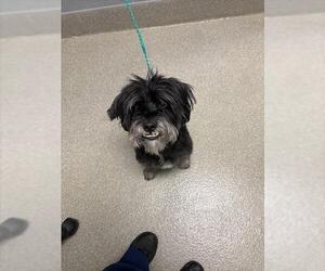 Mutt Dogs for adoption in Las Vegas, NV, USA