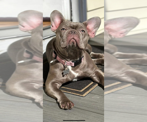 Mother of the French Bulldog puppies born on 05/18/2025