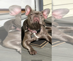 Small Photo #1 French Bulldog Puppy For Sale in REVERE, MA, USA