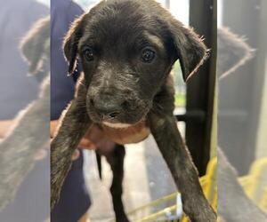 Dutch Shepherd -Unknown Mix Dogs for adoption in Tulsa, OK, USA