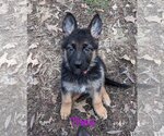 Small Photo #1 German Shepherd Dog Puppy For Sale in Des Moines, IA, USA