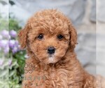 Image preview for Ad Listing. Nickname: Anya