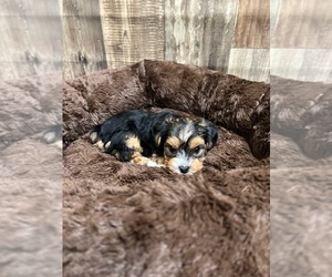 Yorkshire Terrier Puppy for sale in NORMANGEE, TX, USA