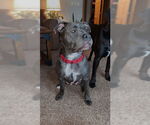 Small #4 American Pit Bull Terrier Mix