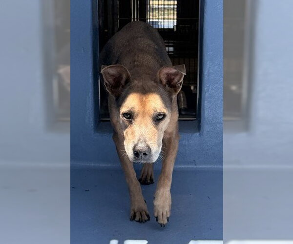 Medium Photo #1 Holland Shepherd-Unknown Mix Puppy For Sale in Downey, CA, USA
