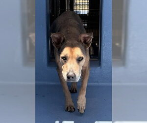 Holland Shepherd-Unknown Mix Dogs for adoption in Downey, CA, USA