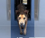 Small Holland Shepherd Mix