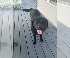 Mother of the Labrador Retriever puppies born on 01/15/2026