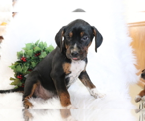 Bluetick Coonhound-Unknown Mix Puppy for sale in SHILOH, OH, USA