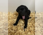 Puppy 1 Labrador Retriever