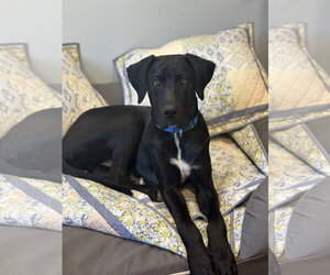 Great Dane-Unknown Mix Dogs for adoption in Oakhurst, NJ, USA