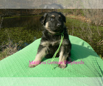 Small Photo #6 German Shepherd Dog Puppy For Sale in PIEDMONT, MO, USA
