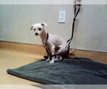 Small Poodle (Miniature)