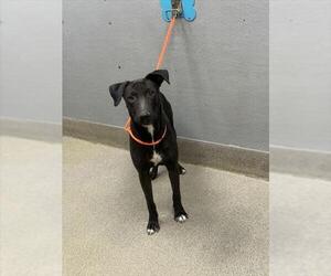 German Shepherd Dog-Unknown Mix Dogs for adoption in Las Vegas, NV, USA