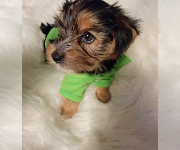Medium Photo #15 Yorkshire Terrier Puppy For Sale in HUDDLESTON, VA, USA