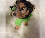 Small Photo #15 Yorkshire Terrier Puppy For Sale in HUDDLESTON, VA, USA