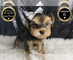 Small #7 Morkie