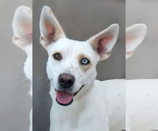 Medium Photo #1 Siberian Husky-Unknown Mix Puppy For Sale in Pasadena, CA, USA