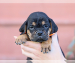 Small #4 Jug-Treeing Walker Coonhound Mix