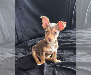 Mutt Dogs for adoption in Gulfport, MI, USA