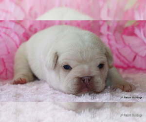 French Bulldog Puppy for Sale in WINNSBORO, Texas USA